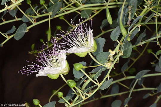 Image de <i>Capparis aegyptia</i>