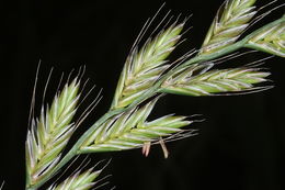 Image of Italian ryegrass