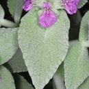 Stachys paneiana Mouterde resmi