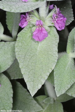 Image of Stachys paneiana Mouterde