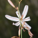 Sivun Asphodeline tenuior (Fisch. ex M. Bieb.) Ledeb. kuva