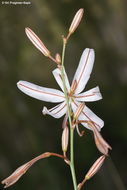 Image of Asphodeline tenuior (Fisch. ex M. Bieb.) Ledeb.