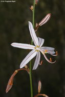 Image of Asphodeline tenuior (Fisch. ex M. Bieb.) Ledeb.