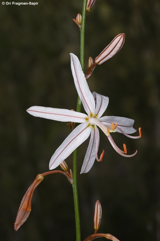 Image of Asphodeline tenuior (Fisch. ex M. Bieb.) Ledeb.