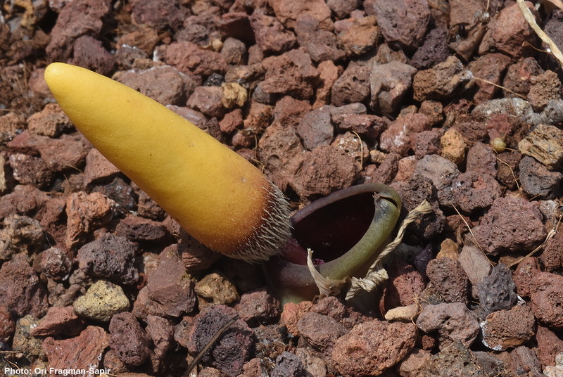 Image of Biarum ditschianum Bogner & P. C. Boyce