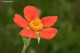 Image of Geum coccineum Sibth. & Sm.