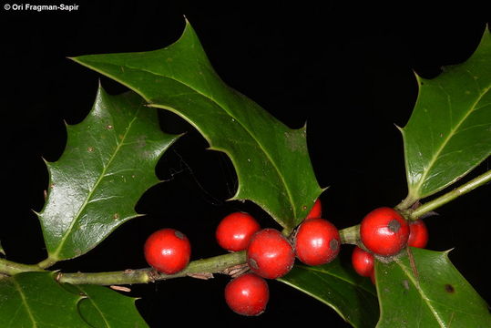 Image of Ilex colchica Pojark.