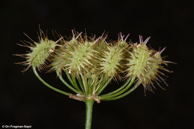 Imagem de Astrodaucus orientalis (L.) Drude