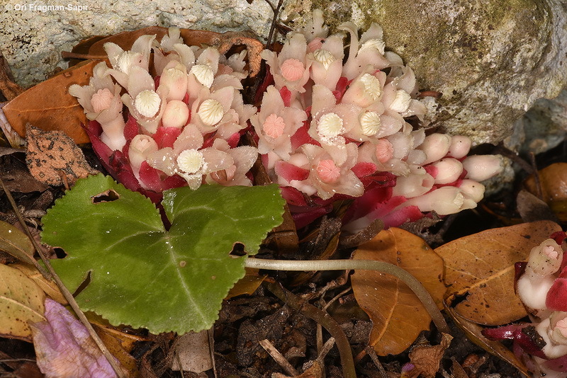 Image of Cytinus ruber (Fourr.) Fritsch