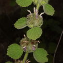 Image of Ballota rotundifolia K. Koch