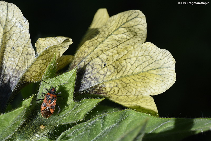 Plancia ëd Hyoscyamus niger L.