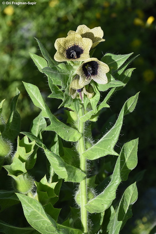 Plancia ëd Hyoscyamus niger L.