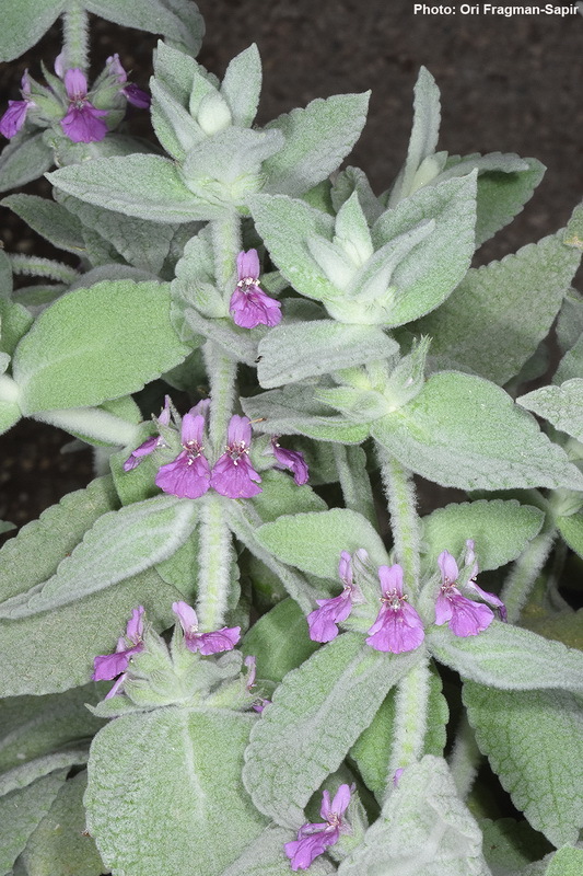 Слика од Stachys paneiana Mouterde