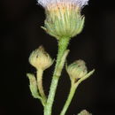 Image of Doellia bovei (DC.) A. A. Anderberg