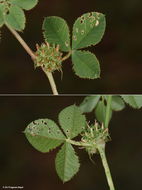 Image de Trifolium glomeratum L.