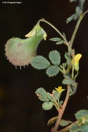 Image of Medicago radiata L.