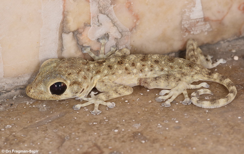 Image of Fan-fingered gecko