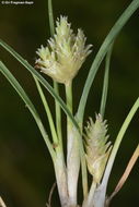 Image of Ammochloa palaestina Boiss.