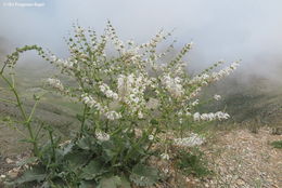 Imagem de Salvia microstegia Boiss. & Balansa