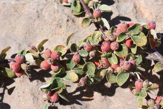 Image of Cotoneaster nummularius Fisch. & C. A. Meyer