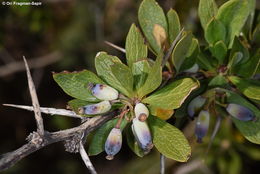 Image of Cretan Barberry