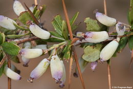 Image of Cretan Barberry