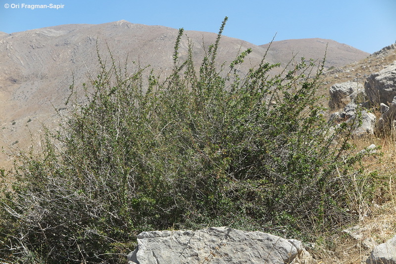 Image of Cretan Barberry