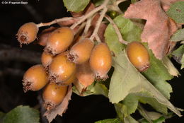 Image of <i>Sorbus torminalis</i>