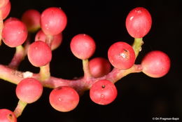 Plancia ëd Pistacia terebinthus L.