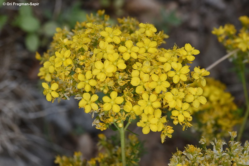 Image of Hypericum scabrum L.