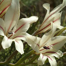 Imagem de Gladiolus floribundus Jacq.