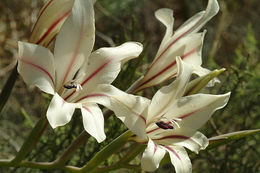 Imagem de Gladiolus floribundus Jacq.