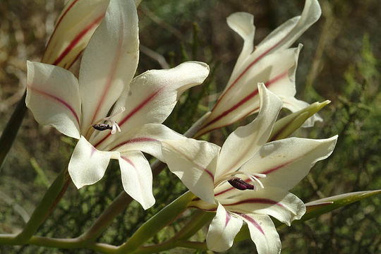 Image of Gladiolus floribundus Jacq.