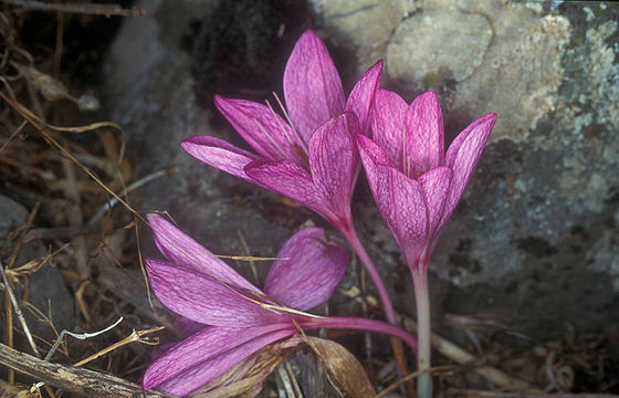 Image of Colchicum feinbruniae K. Perss.