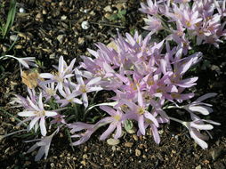 Image of Colchicum stevenii Kunth