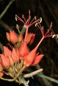 Image of Leafless wormbush