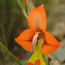 Sivun Gladiolus alatus L. kuva