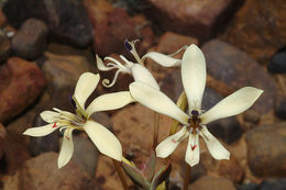 Image of Lapeirousia fabricii (D. Delaroche) Ker Gawl.