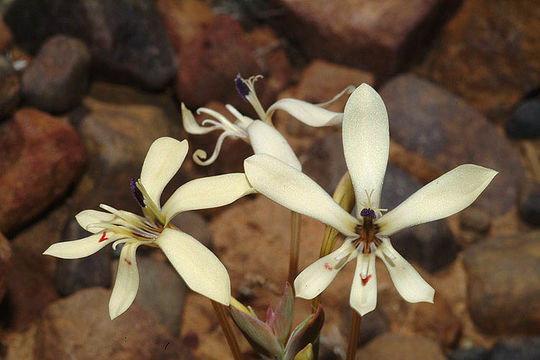Image of Lapeirousia fabricii (D. Delaroche) Ker Gawl.