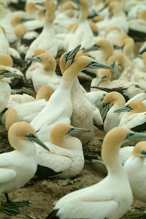 Image of Cape Gannet