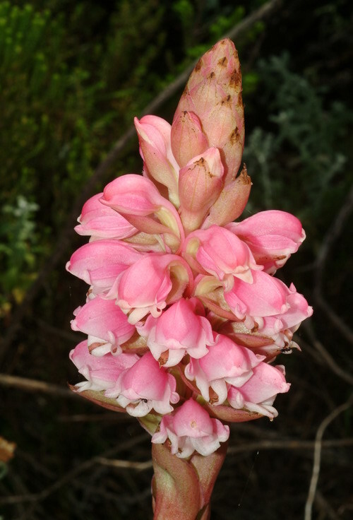 Image of Waxy satyr orchid