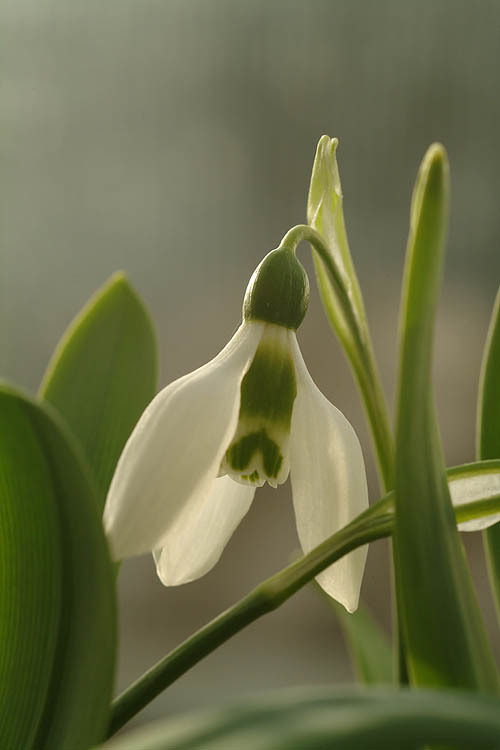 Image of giant snowdrop