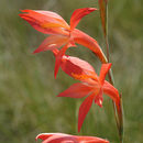 Sivun Gladiolus watsonius Thunb. kuva