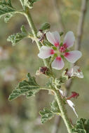 Image de Anisodontea bryoniifolia (L.) D. M. Bates