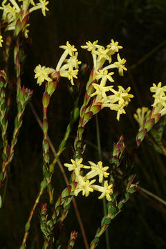 Plancia ëd Gnidia oppositifolia L.