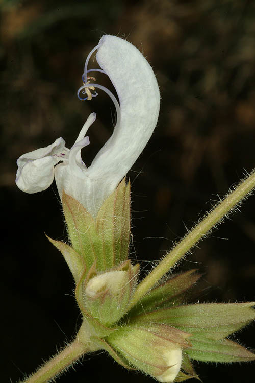 Image of Salvia palaestina Benth.