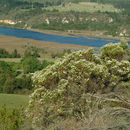 Image of White bristle bush