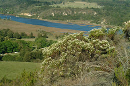 Image de Metalasia muricata (L.) R. Br.