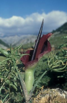 Plancia ëd Dracunculus vulgaris Schott