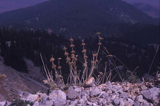 Image of Marrubium velutinum Sm.